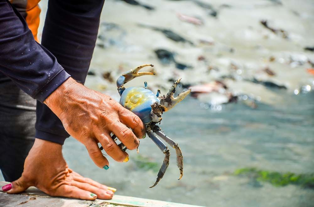 Uma pessoa está segurando um caranguejo na mão perto da água.