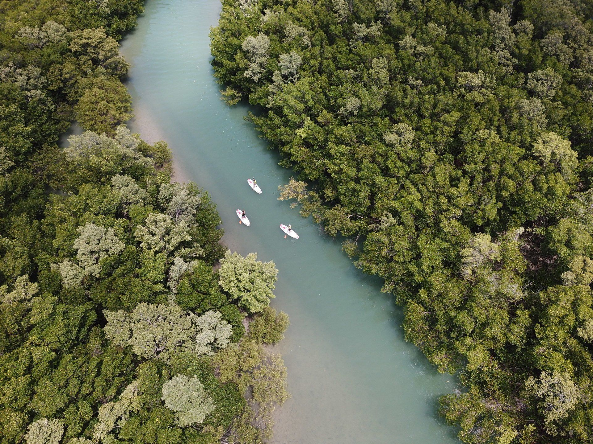 Um grupo de pessoas está andando de caiaque em um rio cercado por árvores.