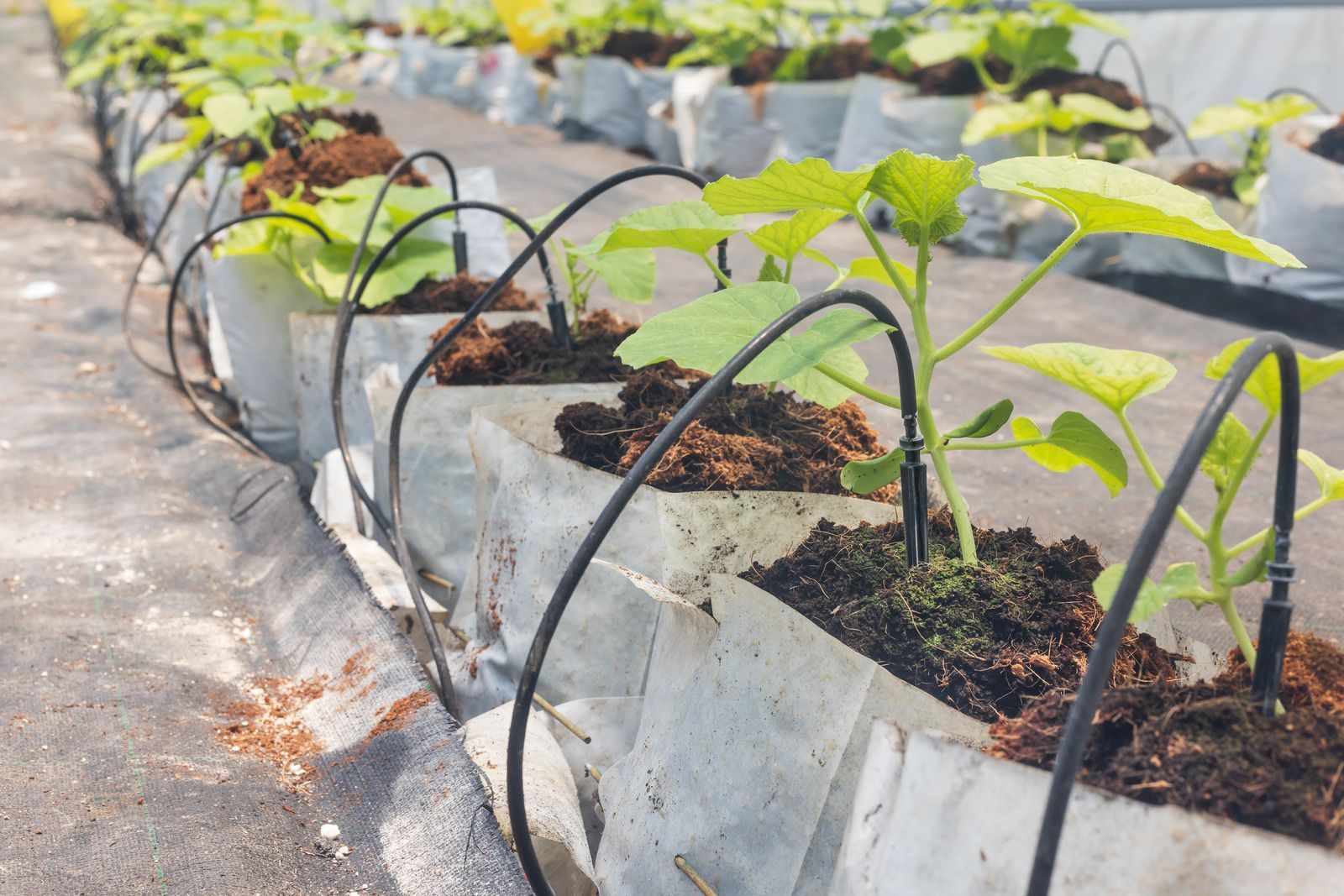 Rows of young plants in white grow bags with black irrigation lines in a greenhouse setting.
