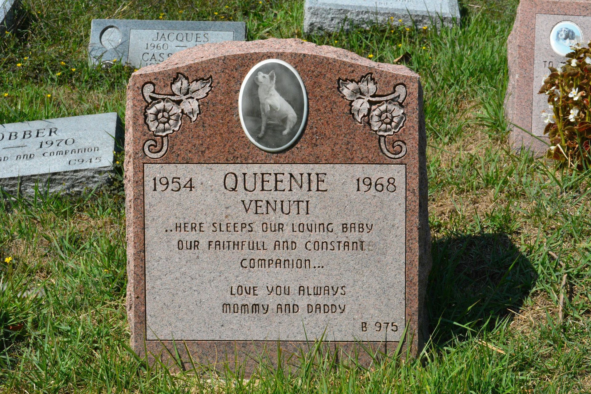 A gravestone in a cemetery with the name queenie written on it
