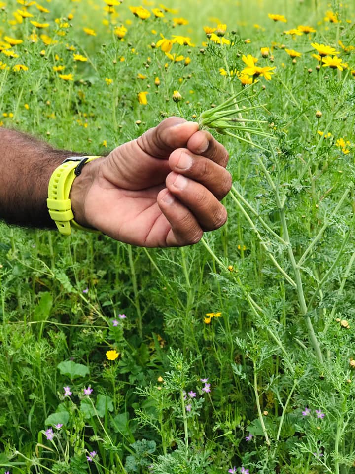 אדם מחזיק בידו צמח בשדה של פרחים.