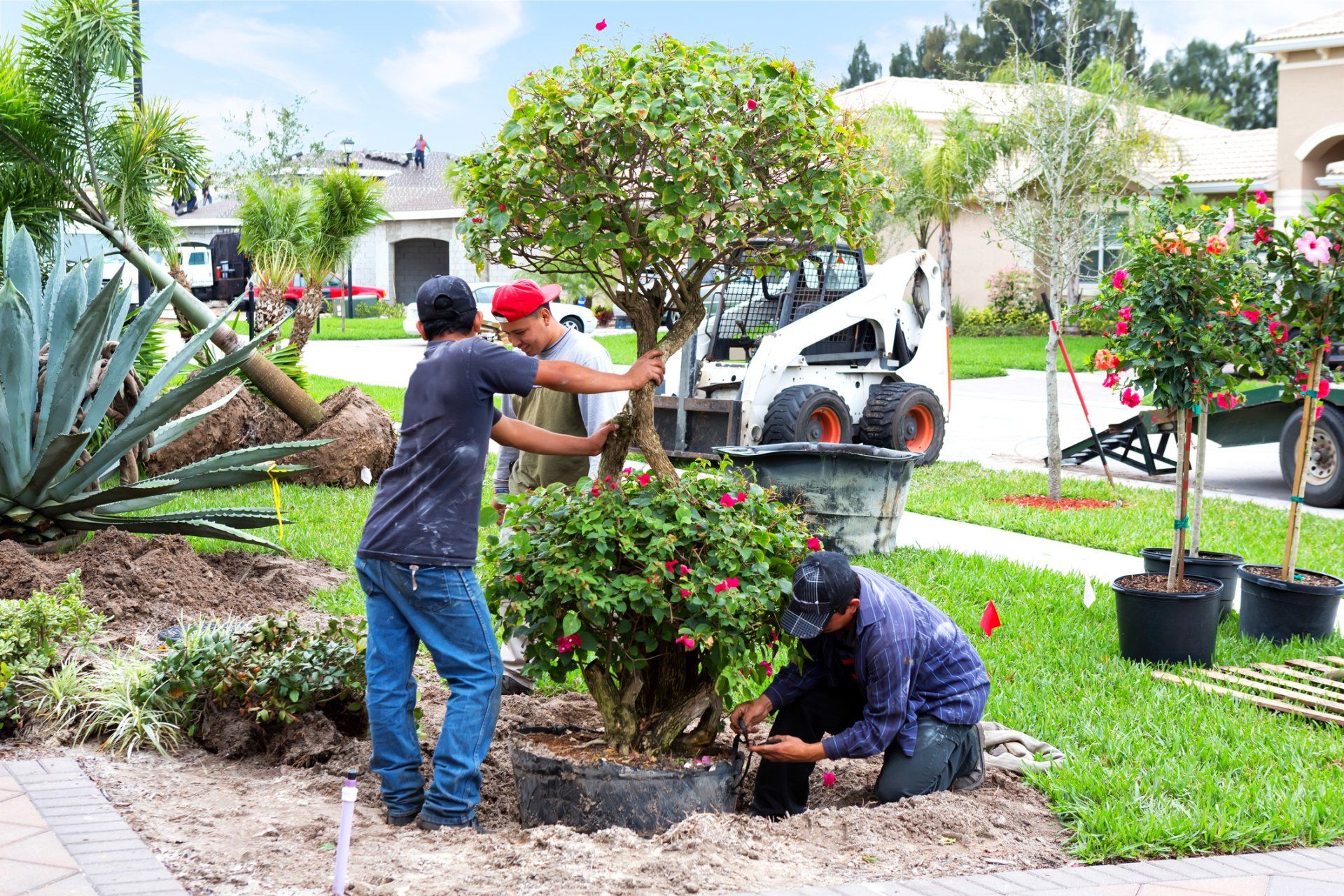 Tree Planting
