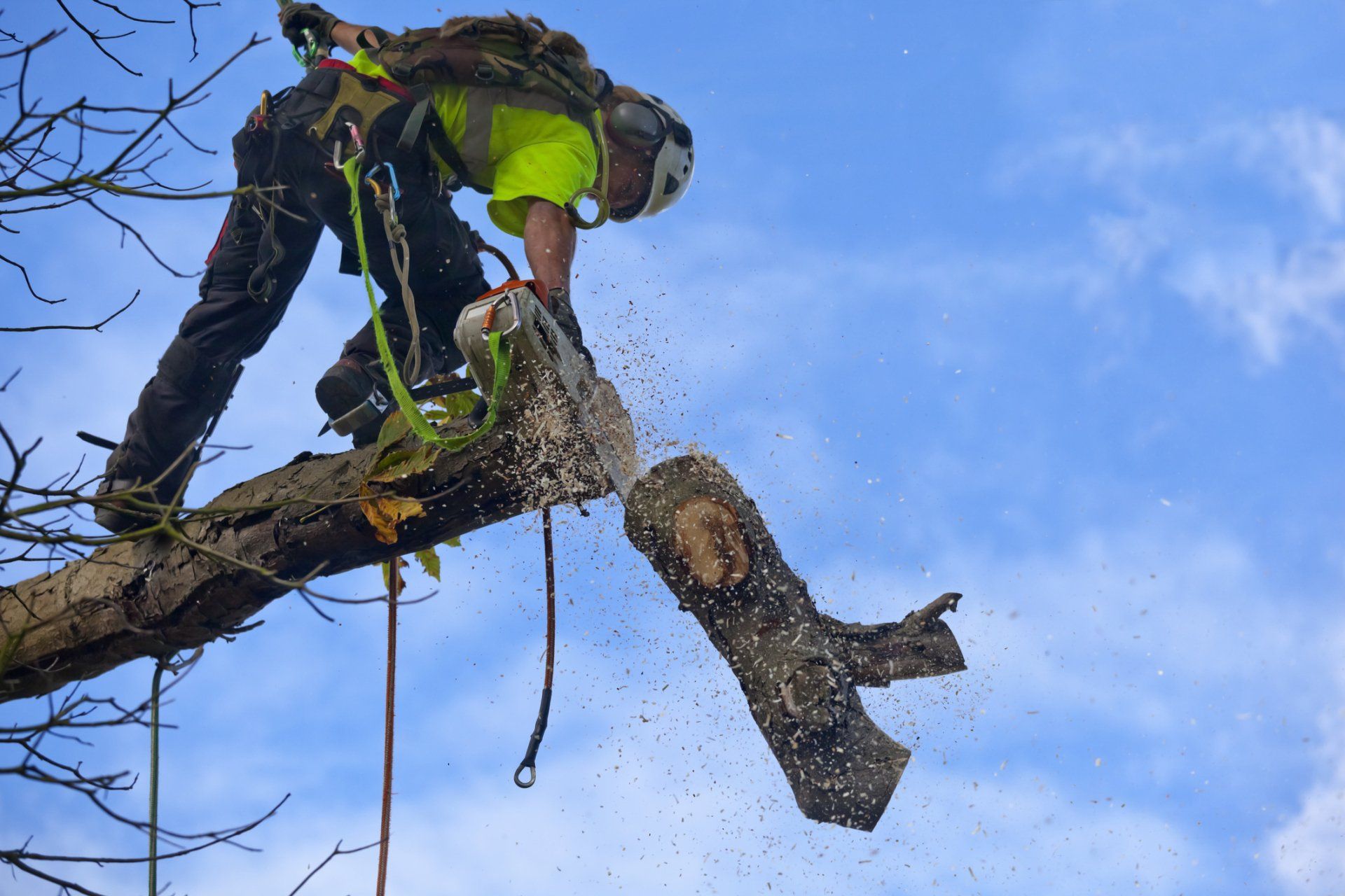 Tree Cutting Services