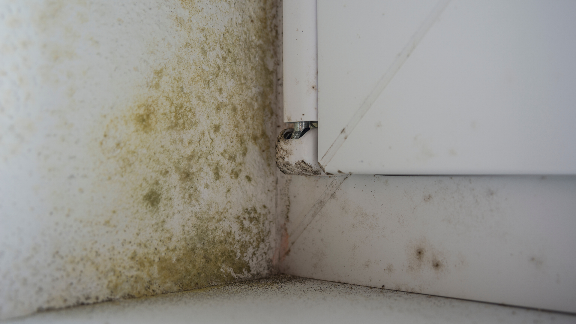 Moisture Inspection