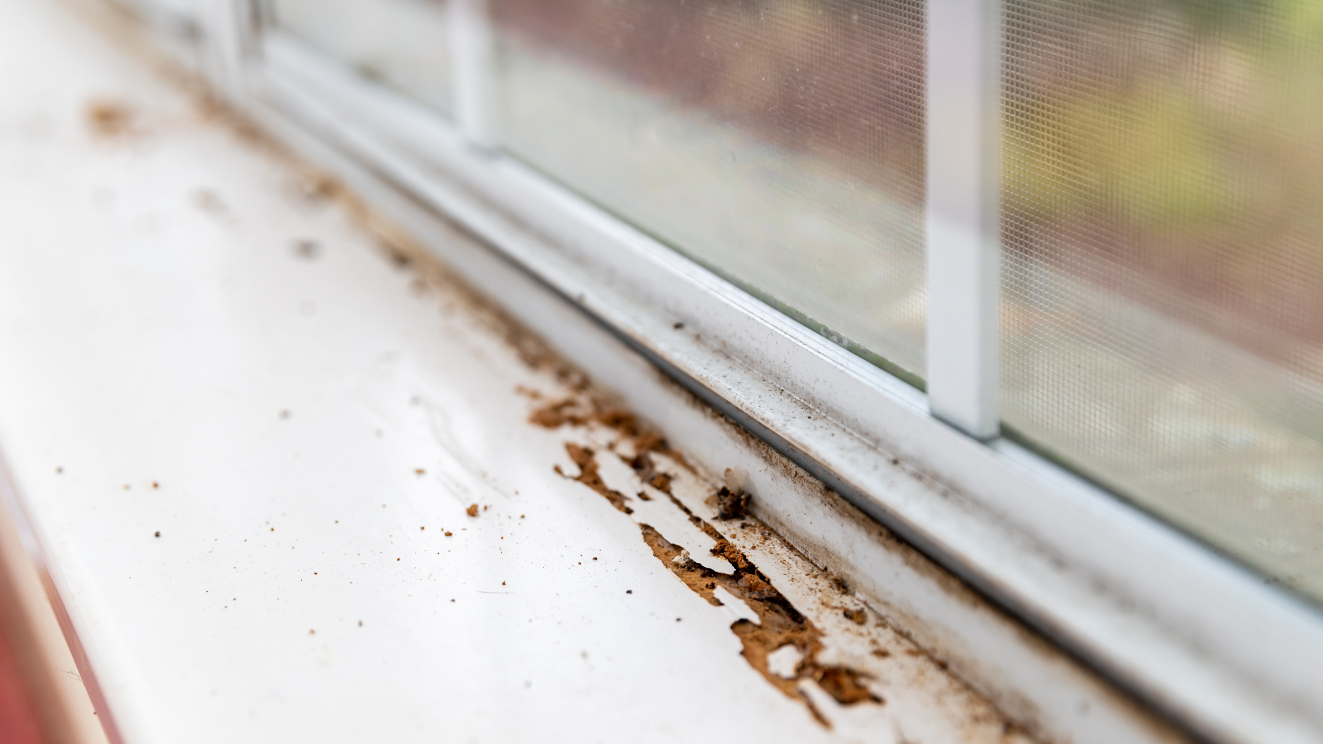 WDO Termite Inspection