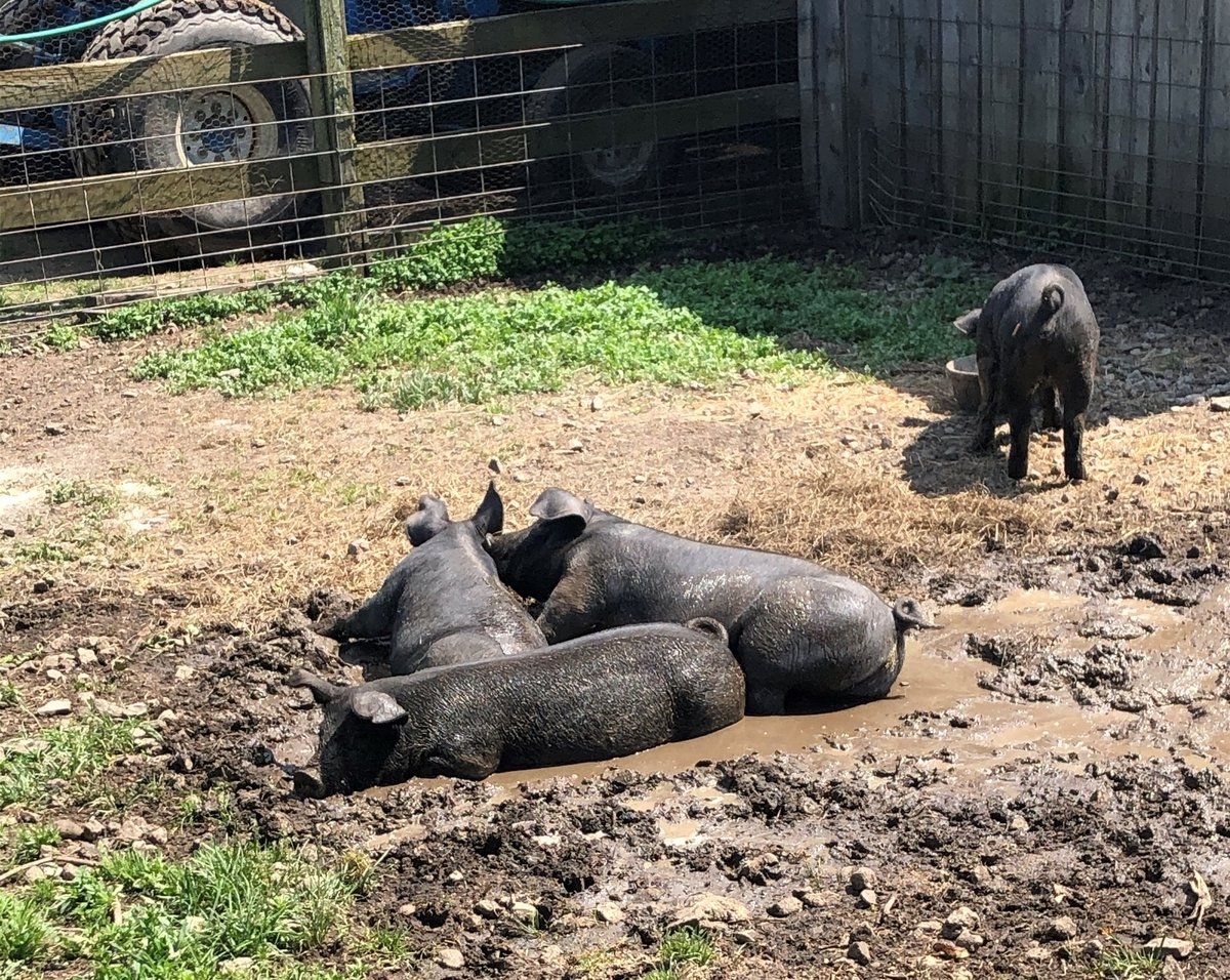 Pigs in mud