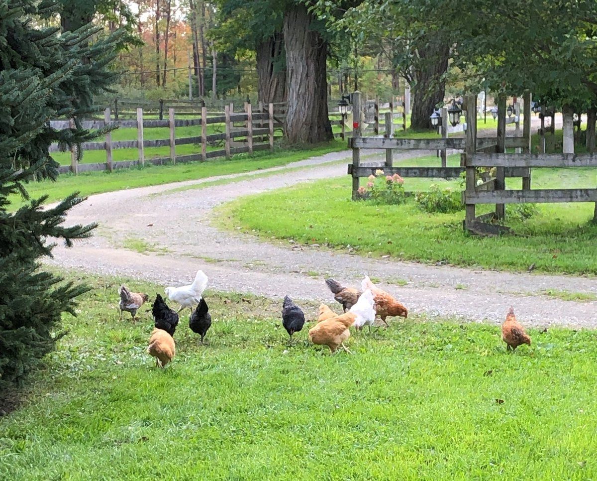 Chickens in pasture