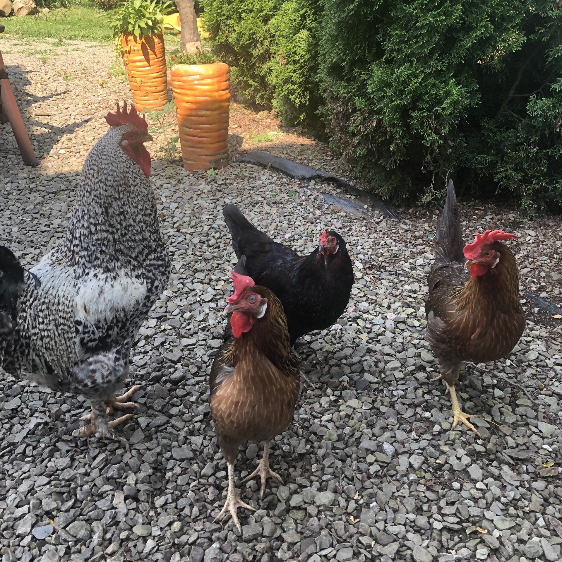 Chickens grouped together