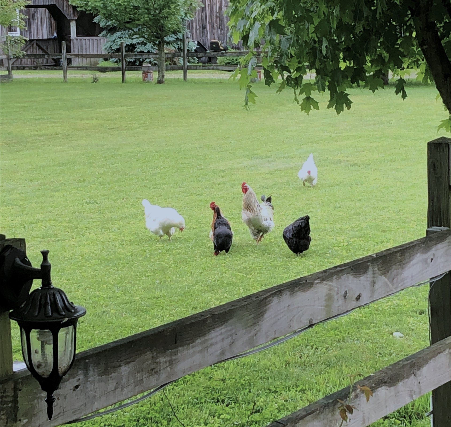 Chickens in the pasture