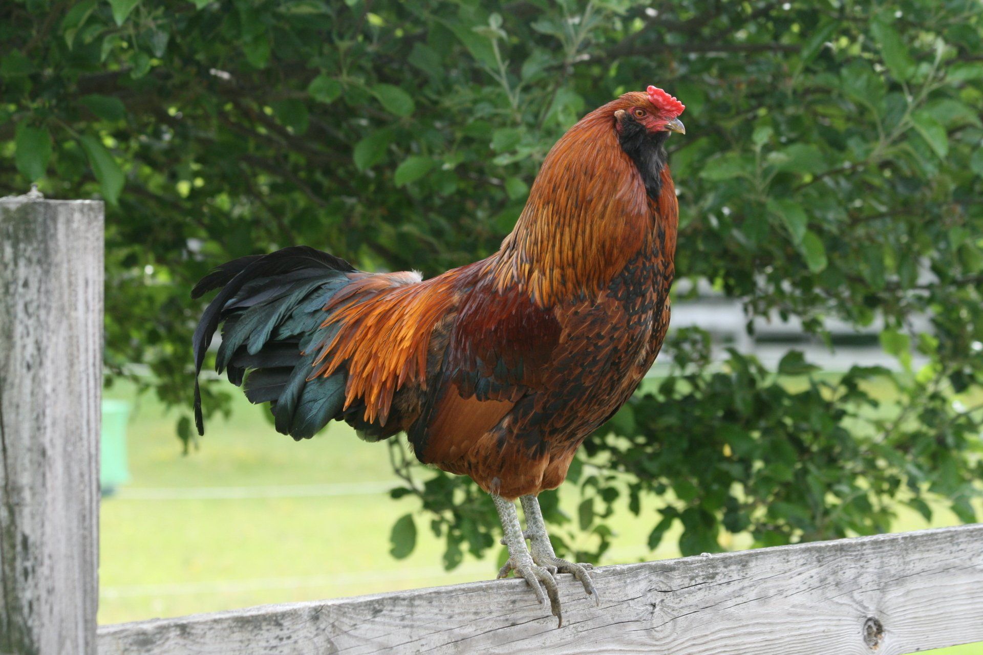 Rooster