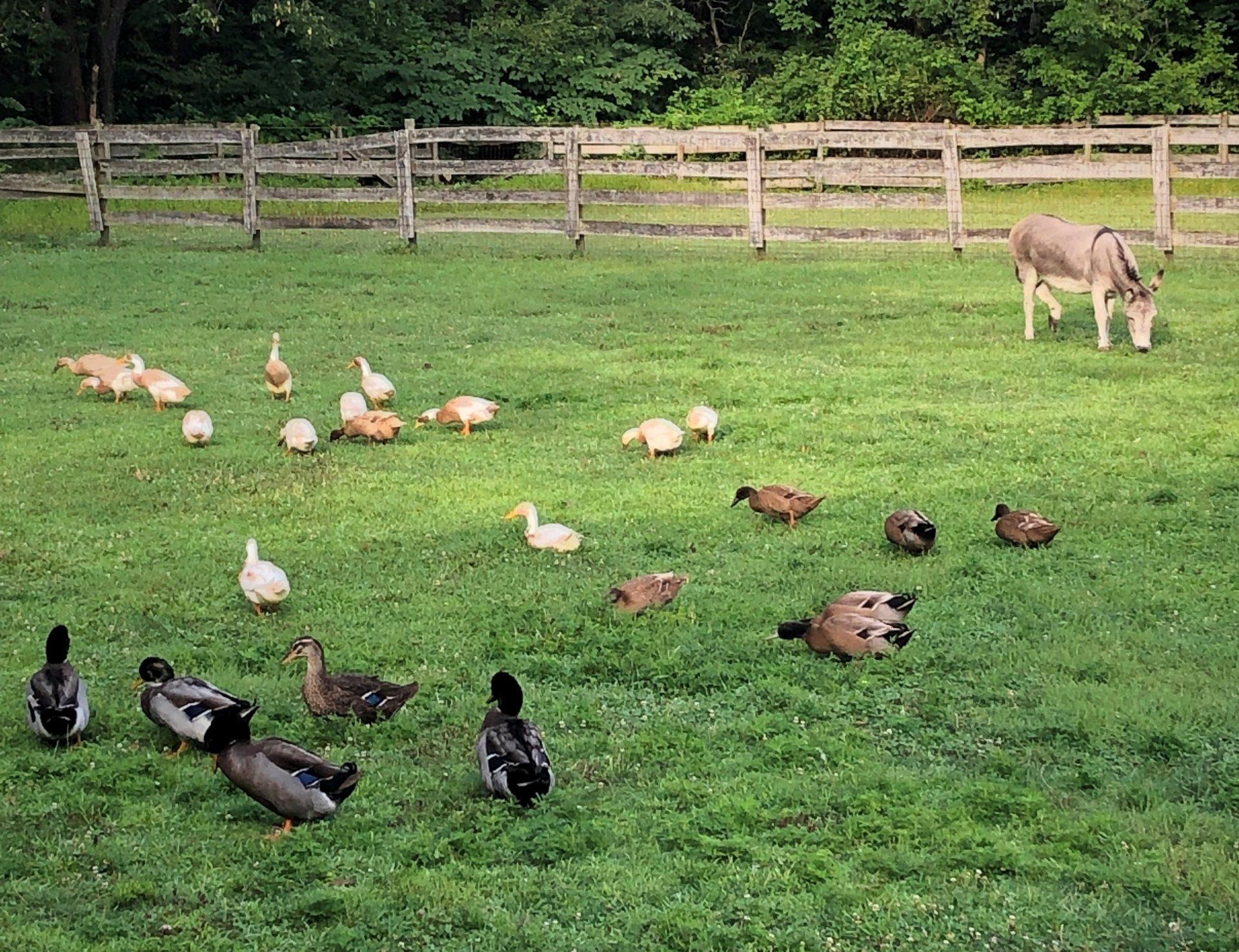 Ducks in a pasture