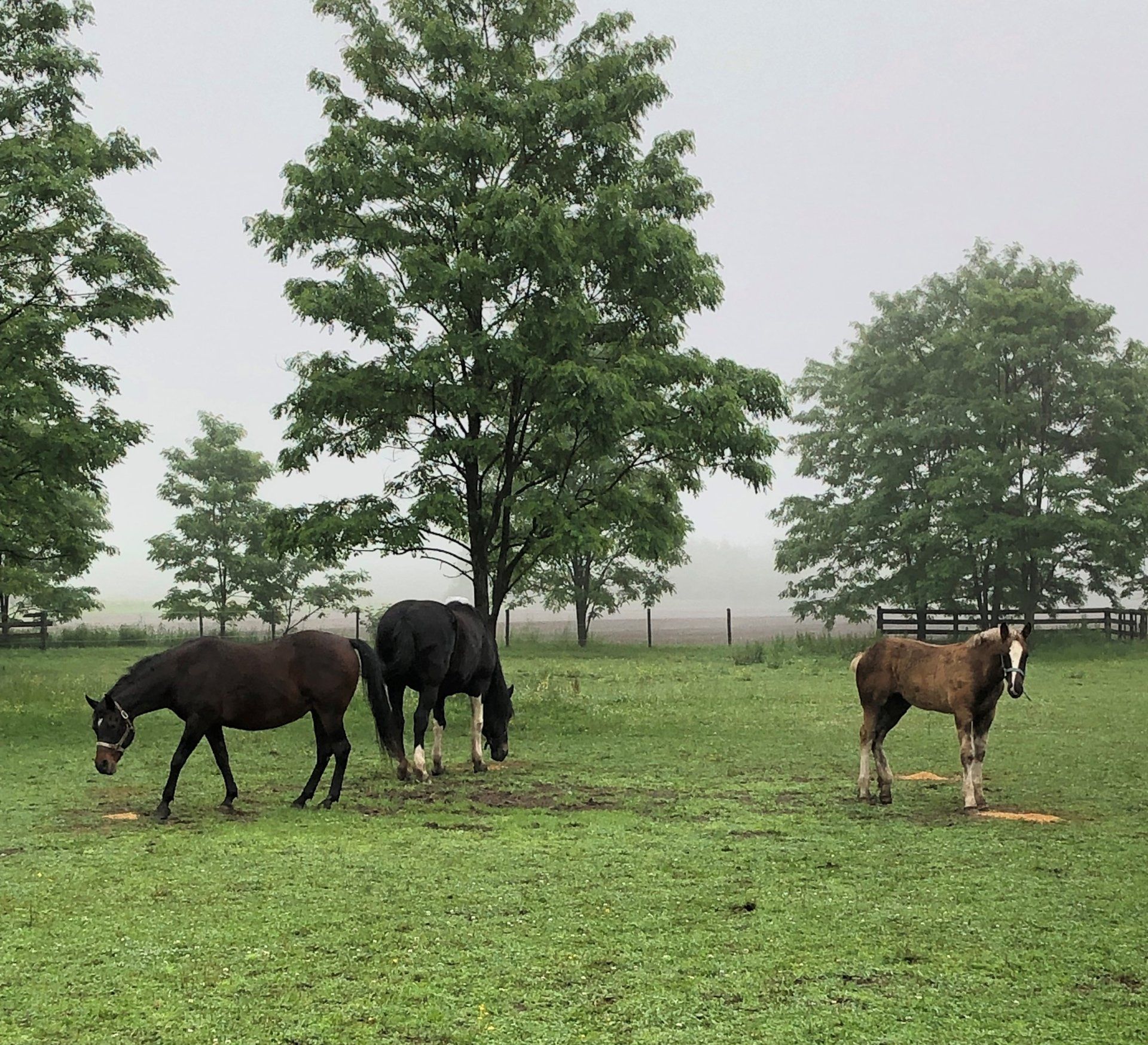 Horses in a pasture