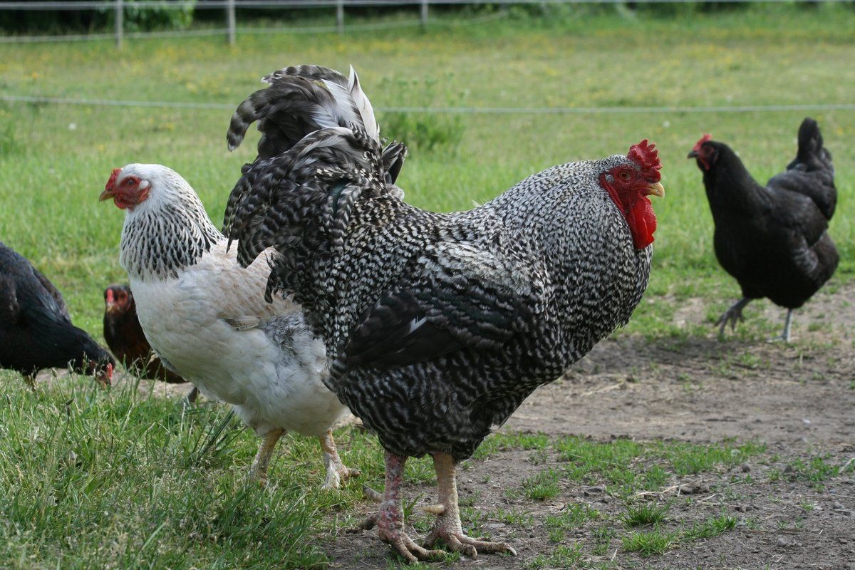 group of chickens