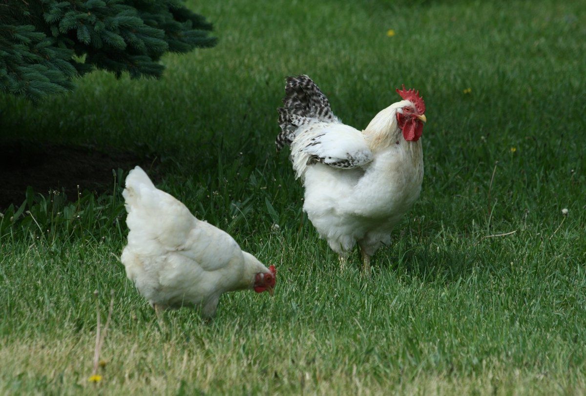 two white chickens