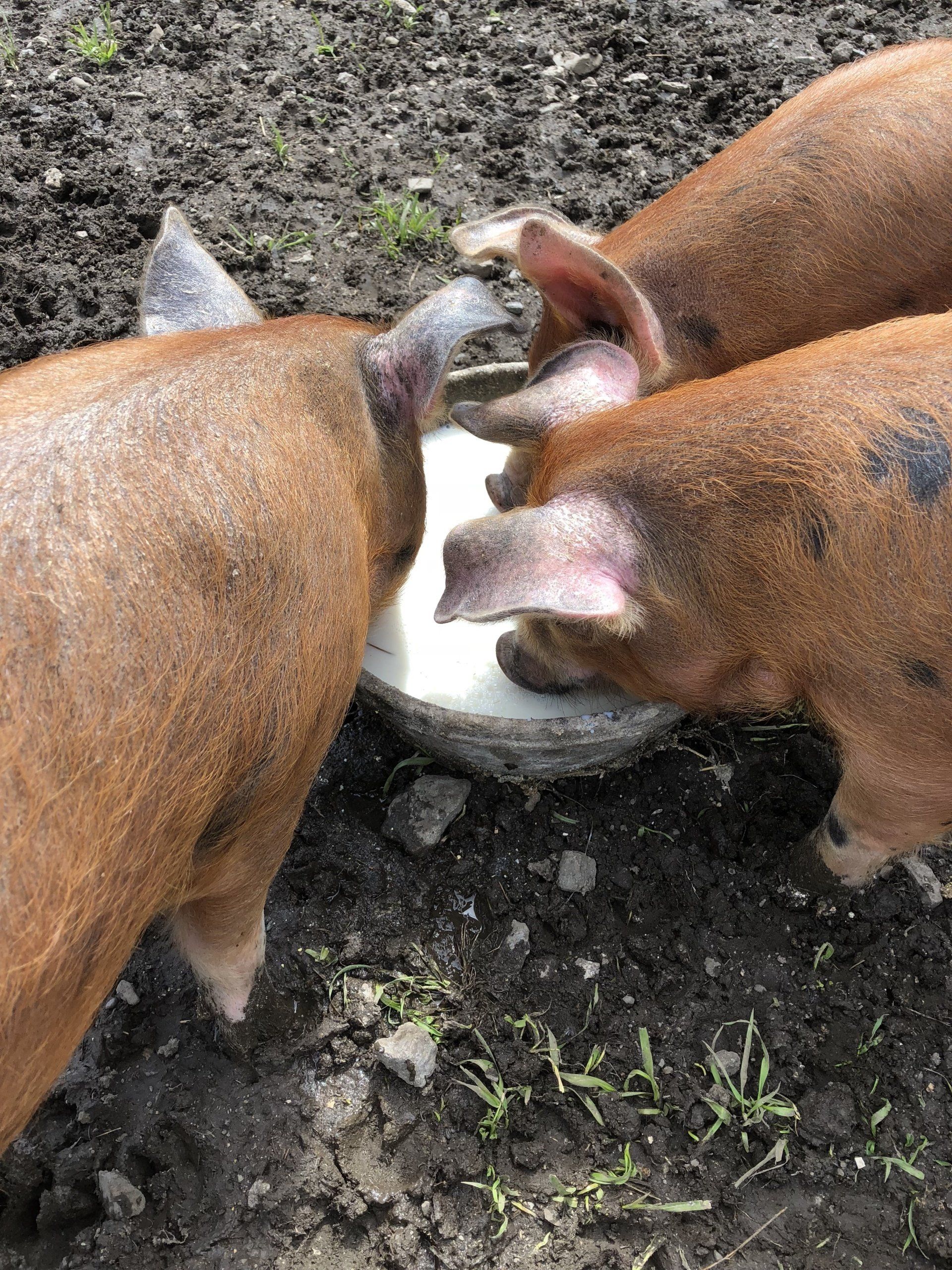 Pigs eating