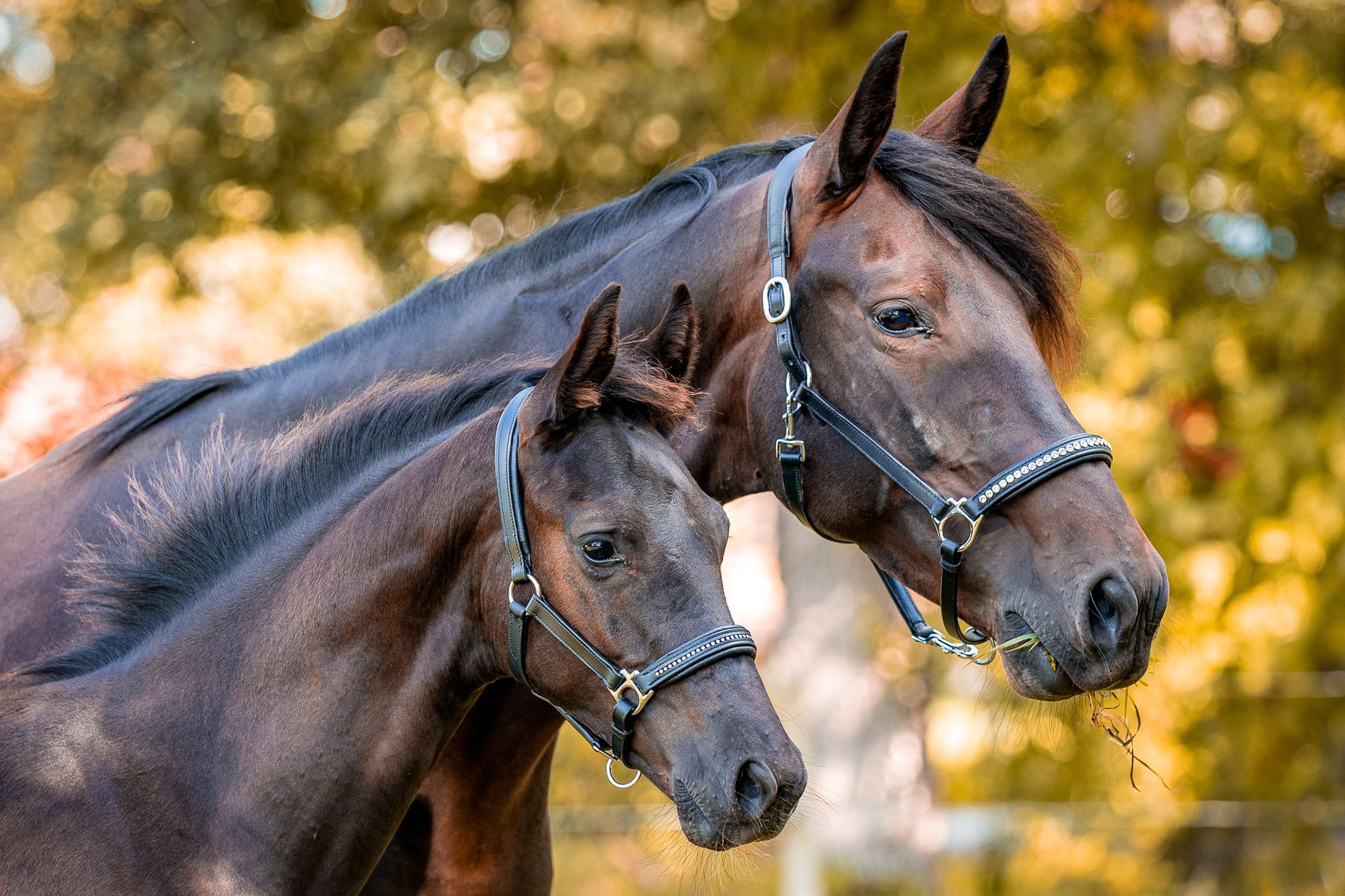 Donkerbruine merrie en veulen met halster om, kijkend naar rechts, tegen een onscherpe achtergrond van herfstbladeren.