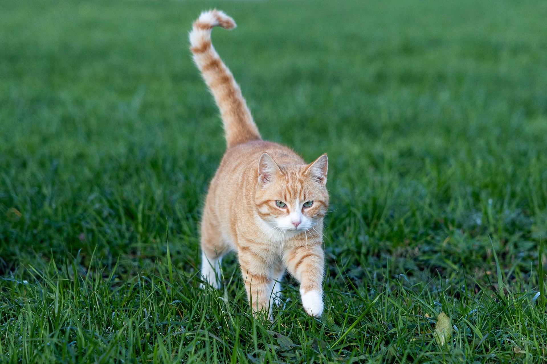 Een oranje gestreepte kat met witte poten loopt over een groen gazon, met de staart omhoog gekruld.
