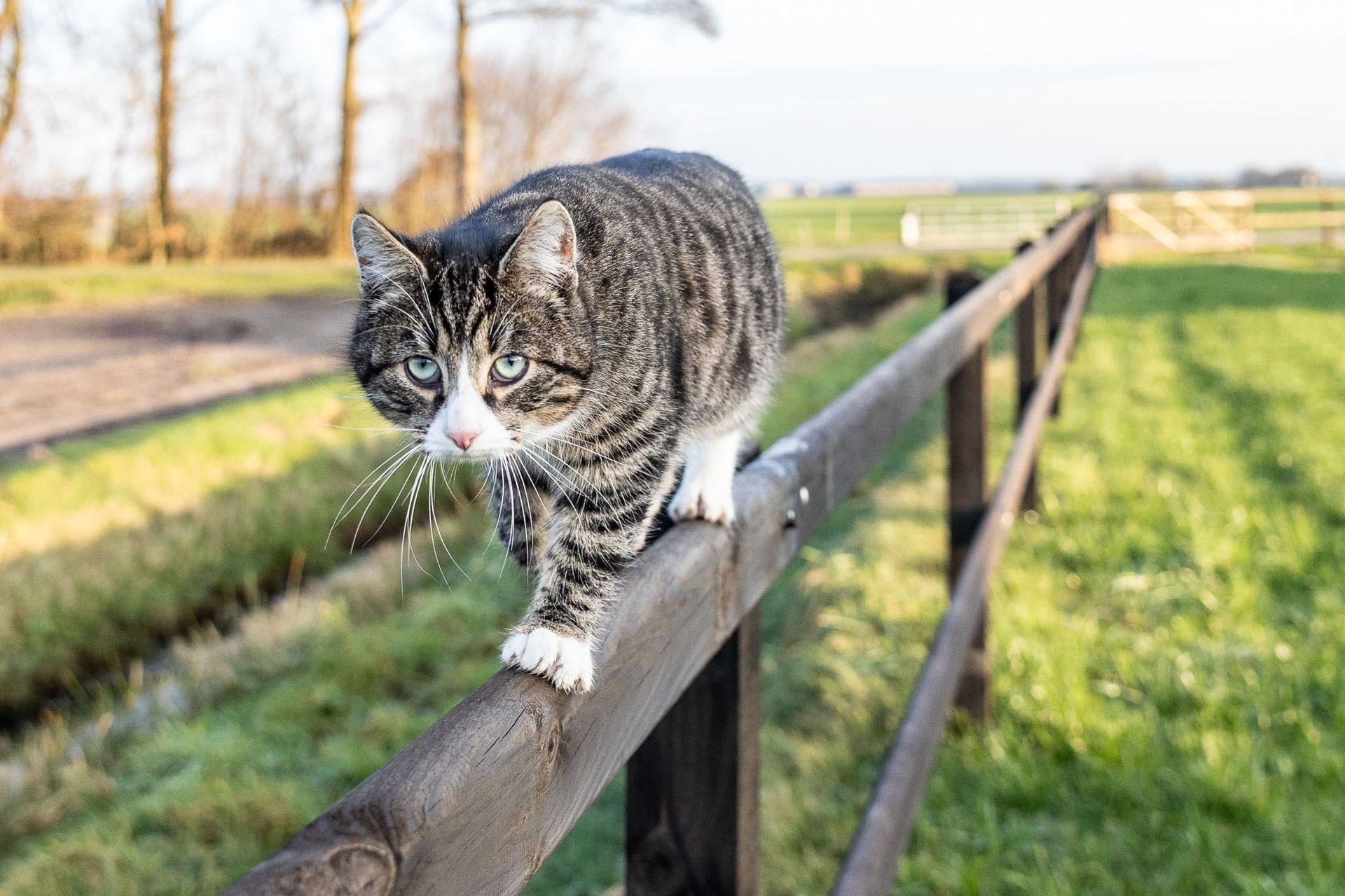 Een kat met grijs-witte gestreepte vacht loopt buiten langs een houten hek.