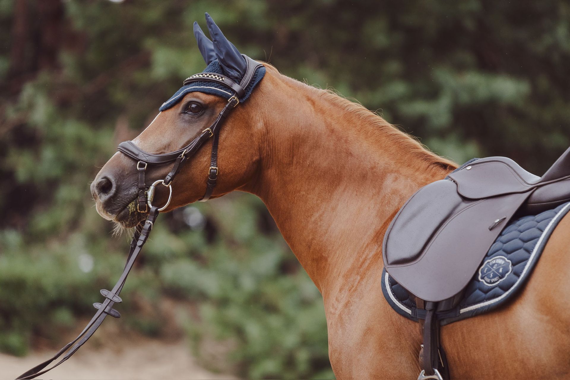Bruin paard met tuig, zadel en hoofdstel, in de buitenlucht.