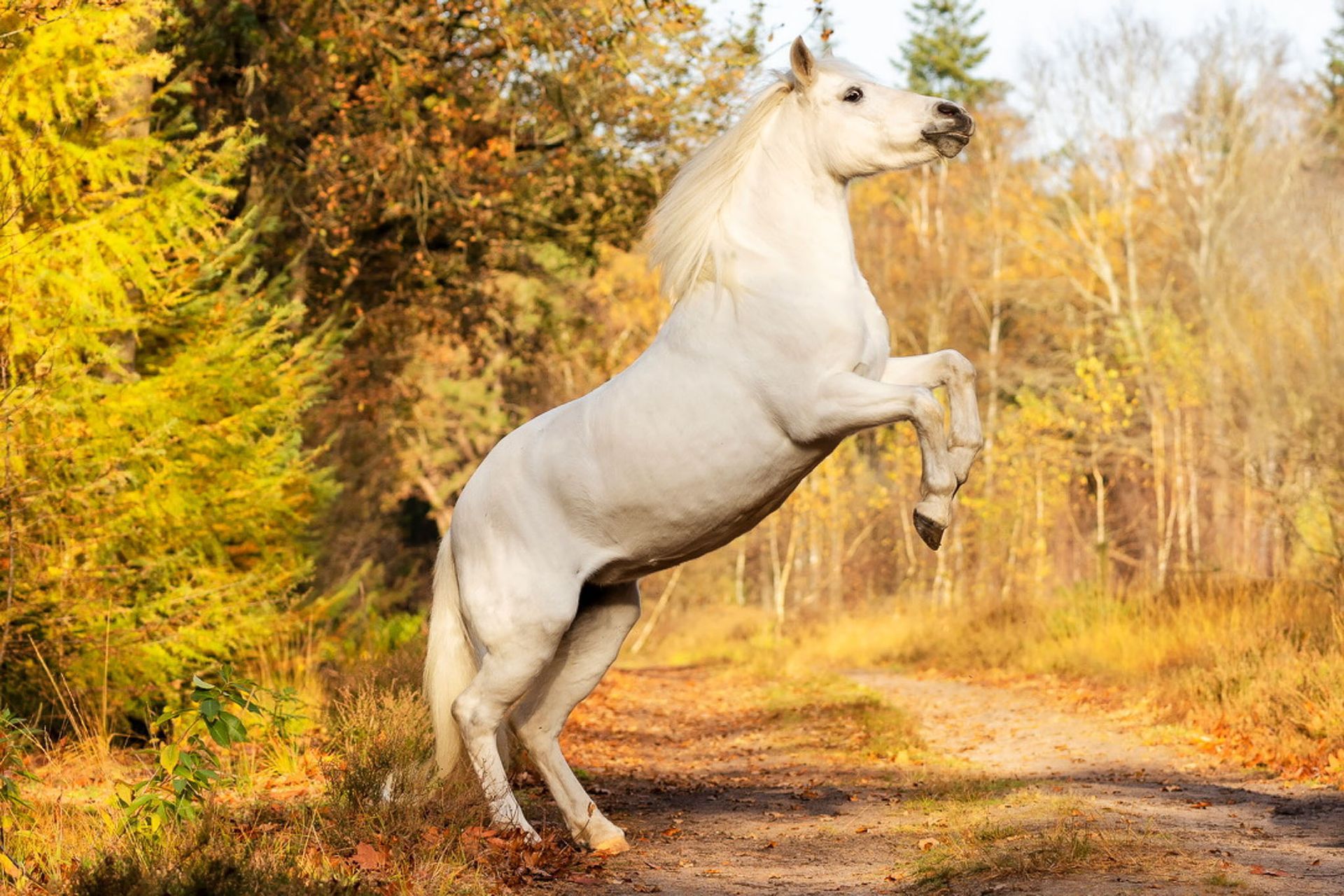 Een wit paard steigert op een zandpad, omgeven door herfstbomen.