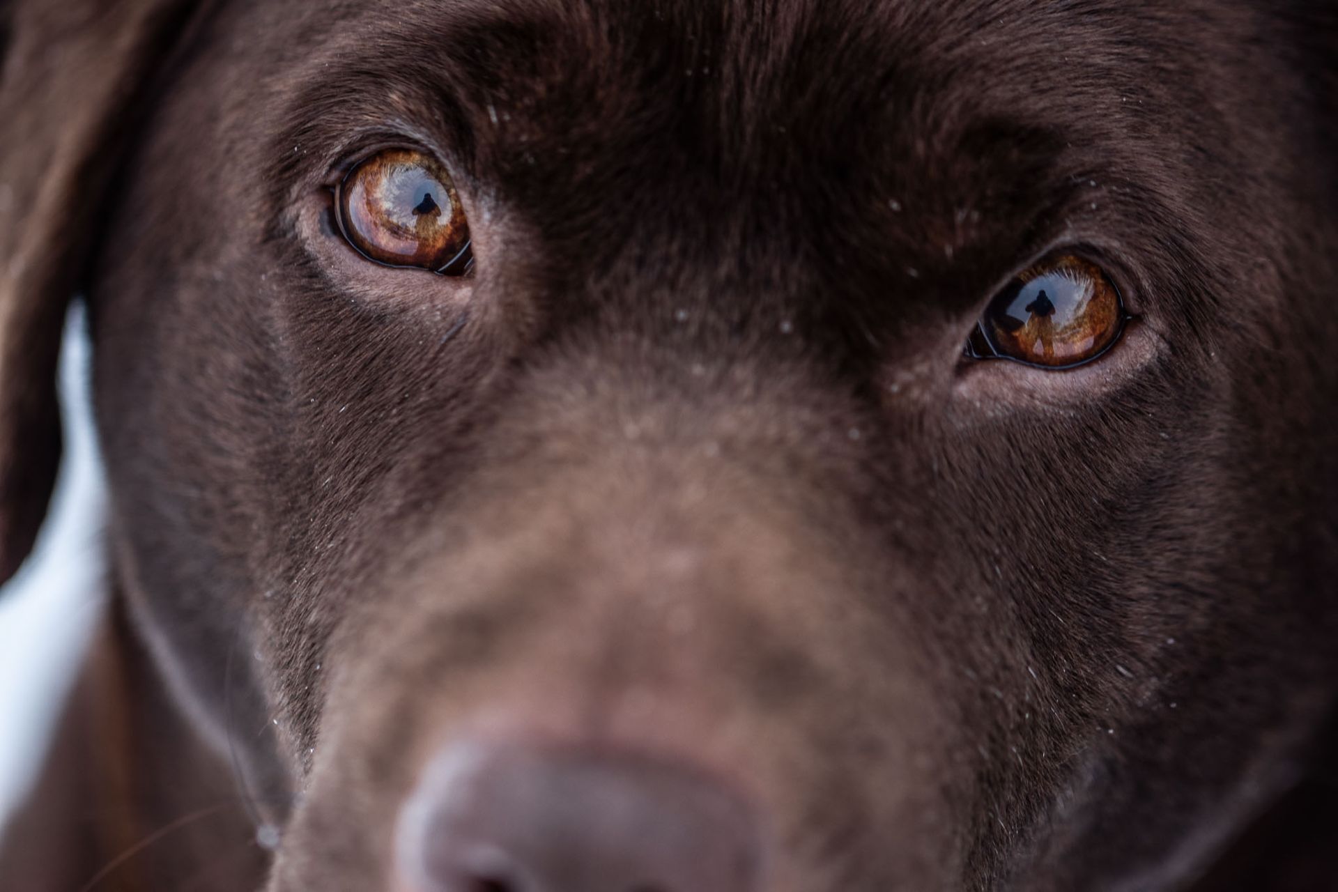 Close-up van het gezicht van een bruine Labrador Retriever, met de focus op zijn warme bruine ogen.
