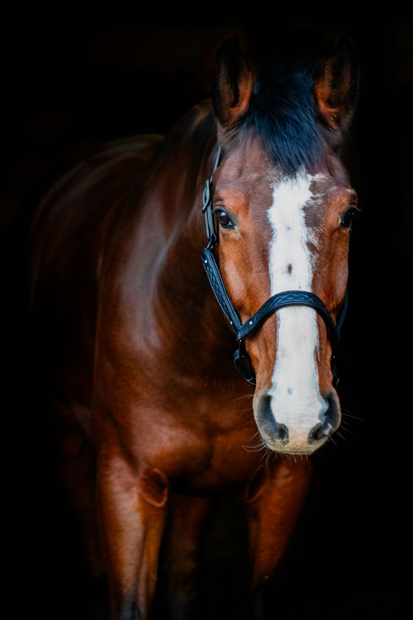 Bruin paard met een wit gezicht en zwart halster, tegen een zwarte achtergrond.