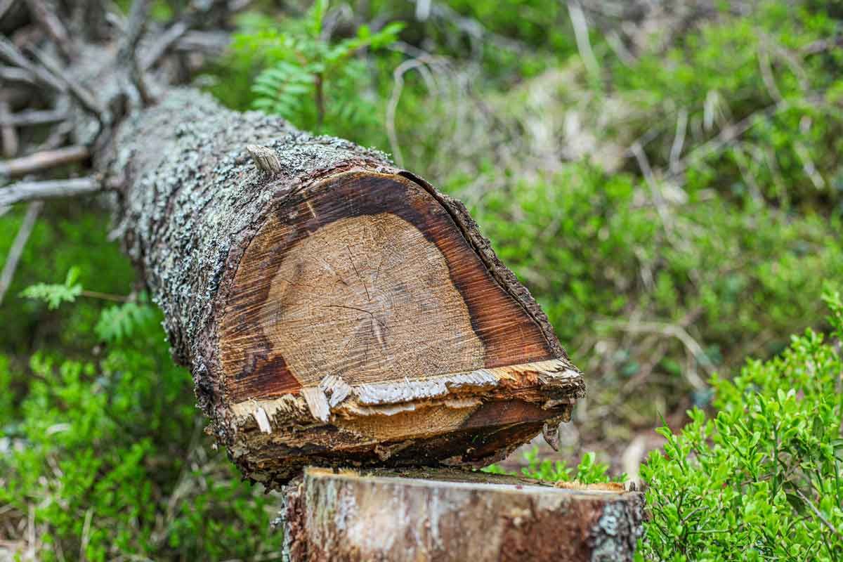 Fældet træstamme med synlige ringe, liggende på en stub, omgivet af grønt løv.