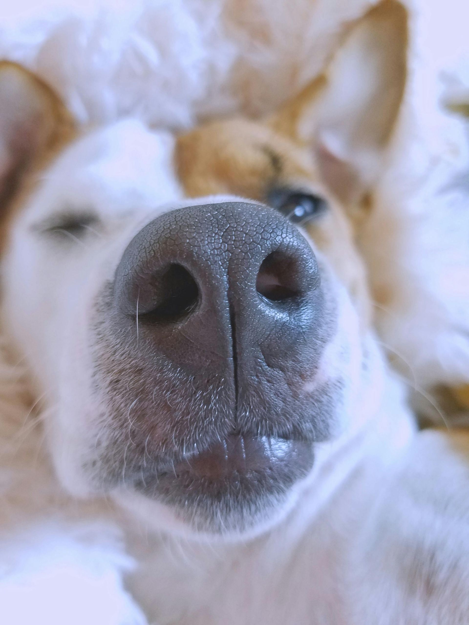 A close up of a dog 's nose with its eyes closed.