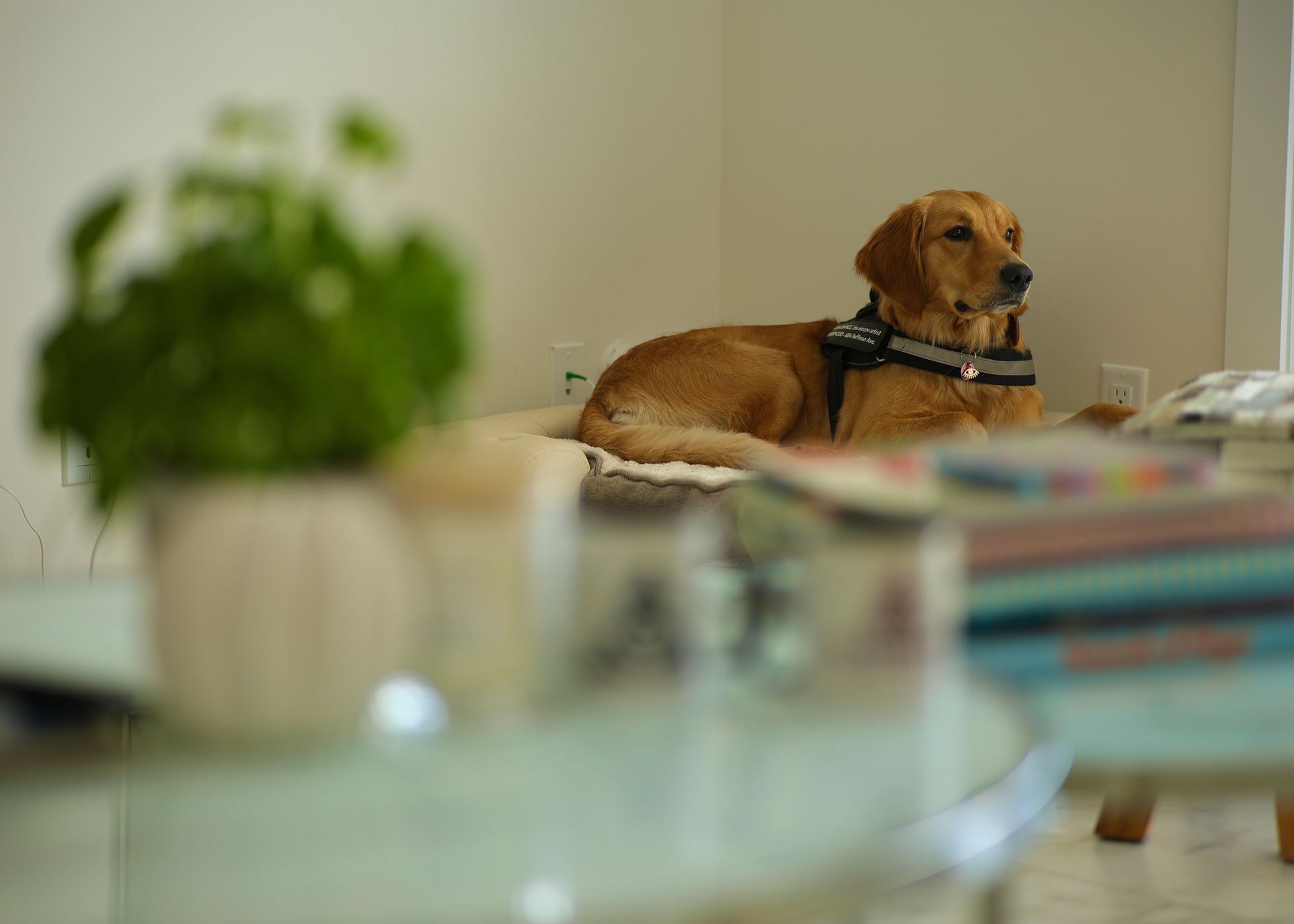 Golden Retriever dog resting indoors with harness, looking away.