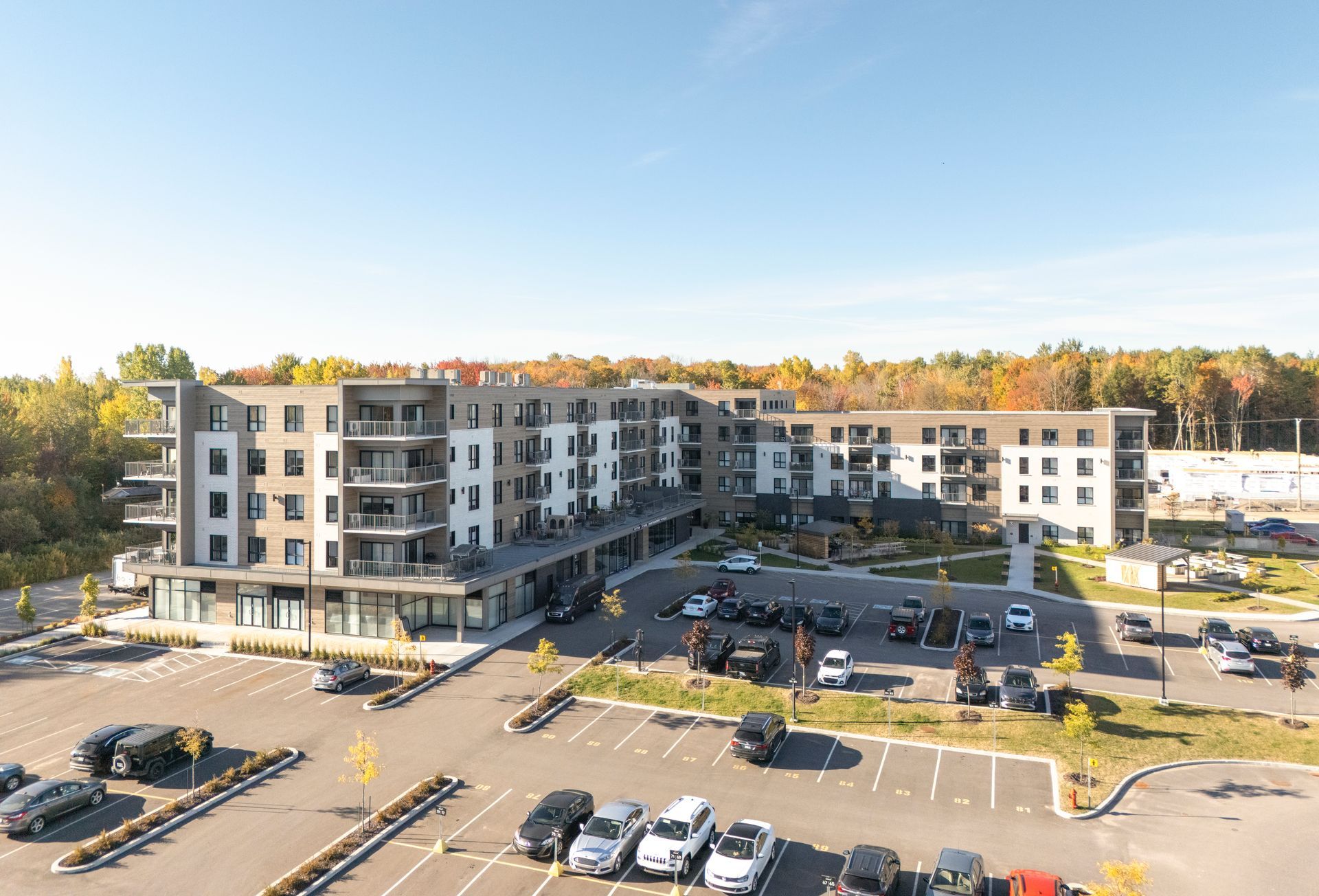 Plusieurs méduses au corps translucide et aux tentacules traînants évoluent dans un environnement bleu.