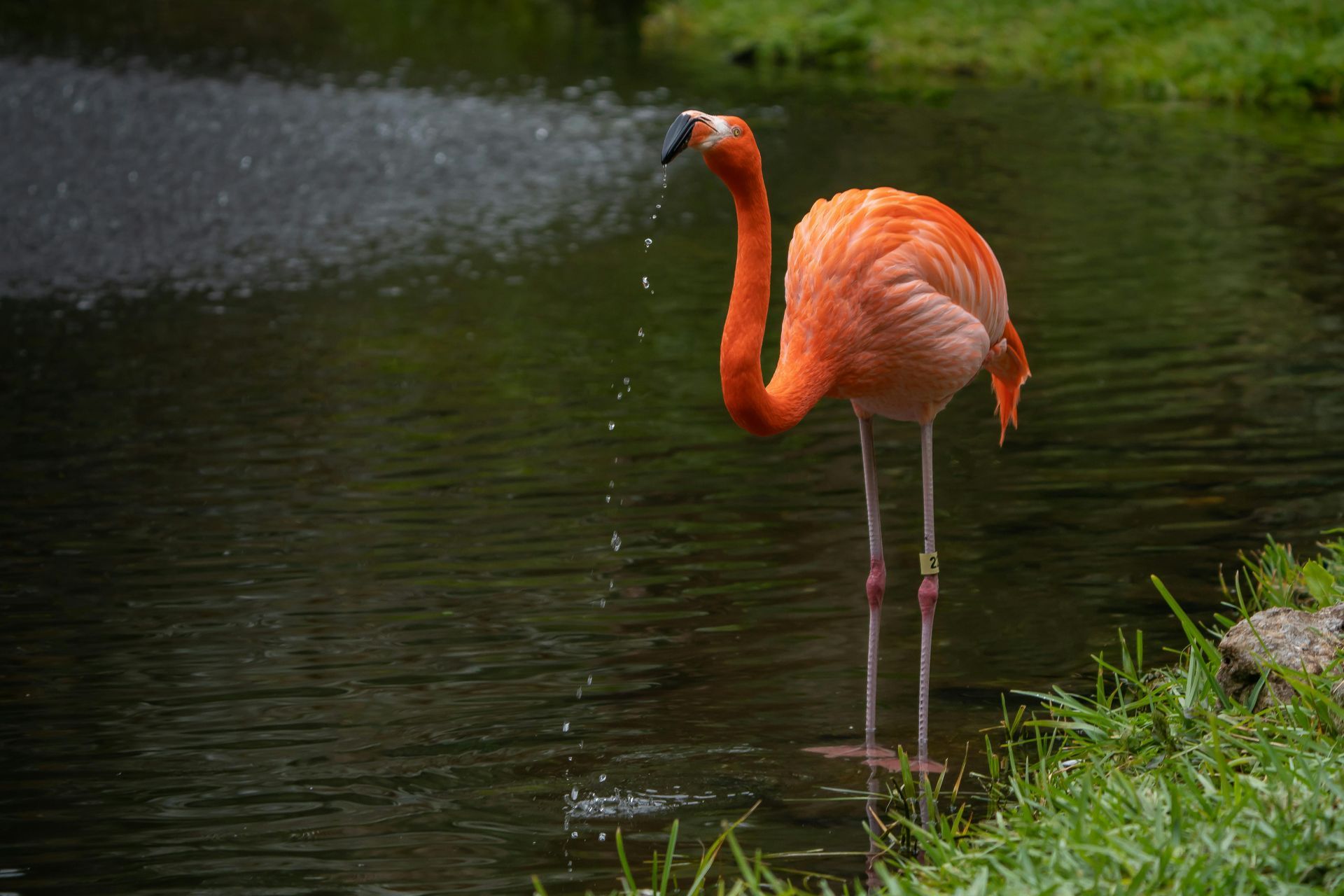 Pink flamingo wading in water, head tilted back as water drips from its beak.