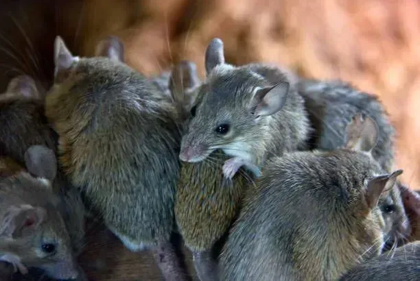 A cluster of small, grey mice huddled together, their fur textured and ears visible.