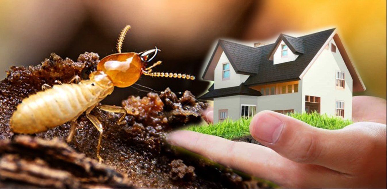 A termite on wood next to a human hand holding a miniature model house.