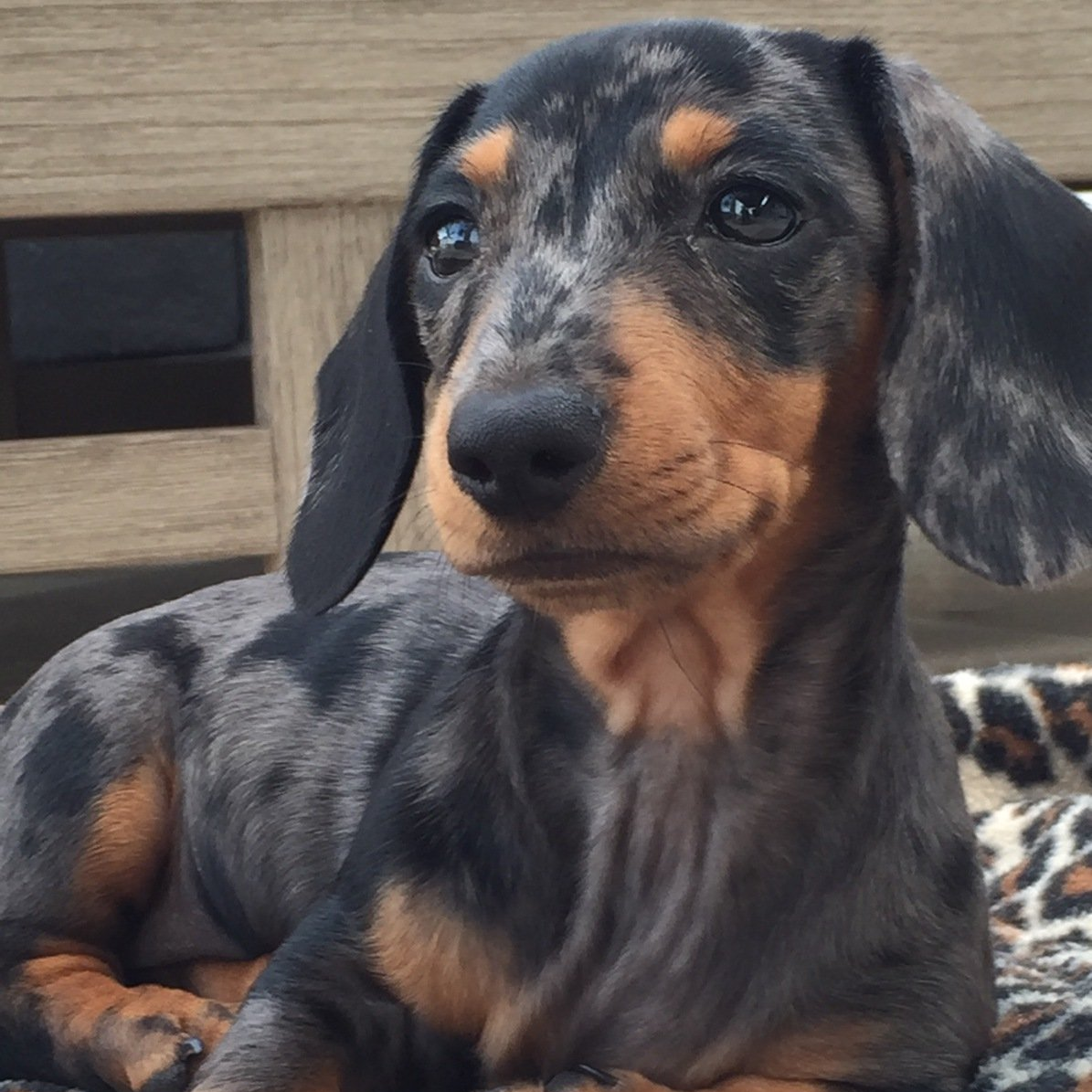 A dachshund puppy is laying on a leopard print blanket