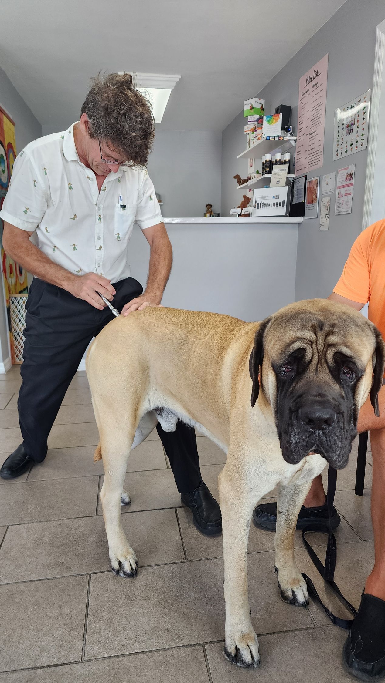 A dog is being examined by a veterinarian in a veterinary clinic.