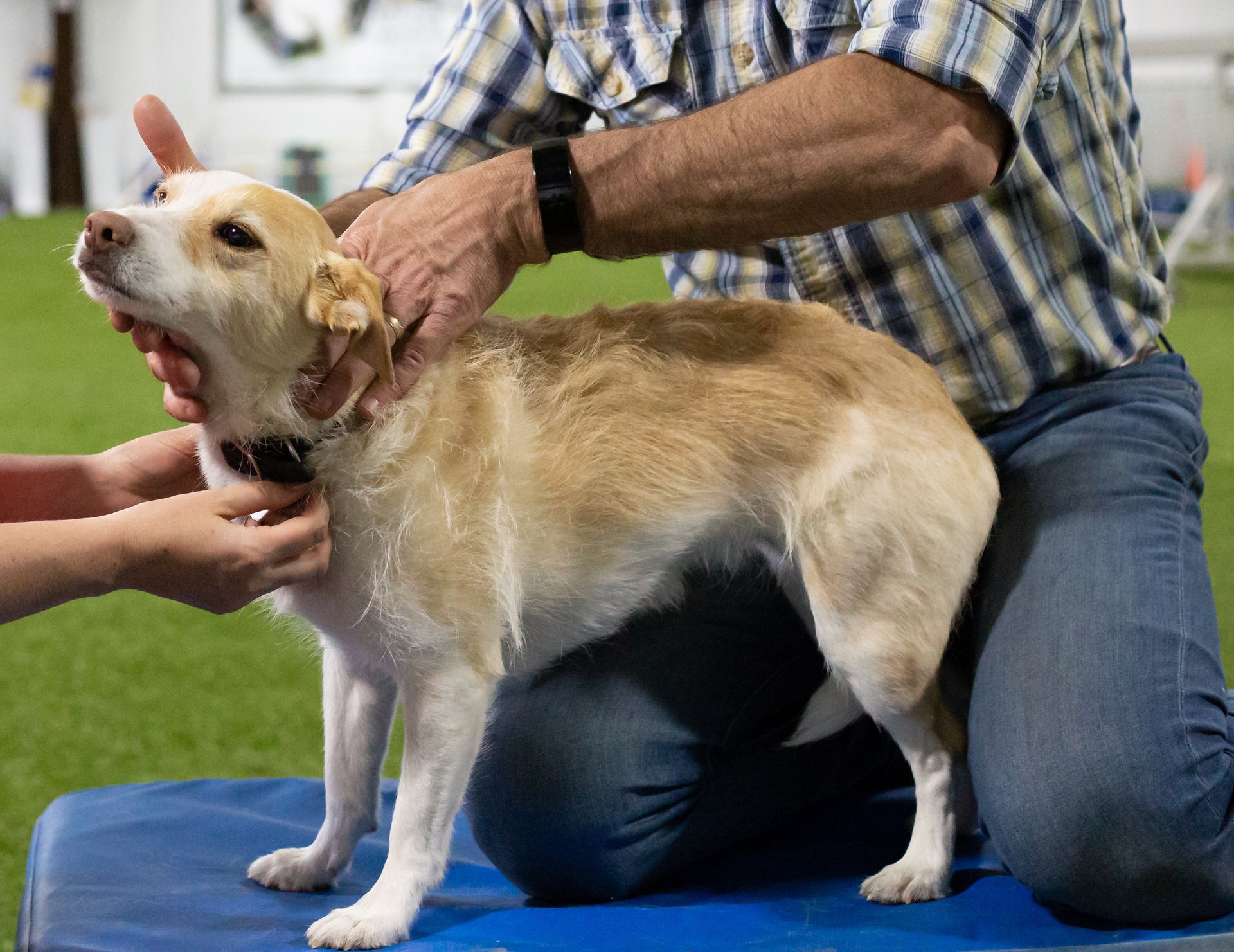 Dog being adjusted by Skilled Chiropractor