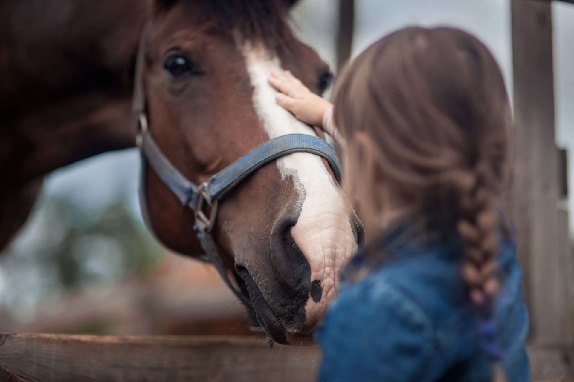 girl petting brown and white horse with a halter