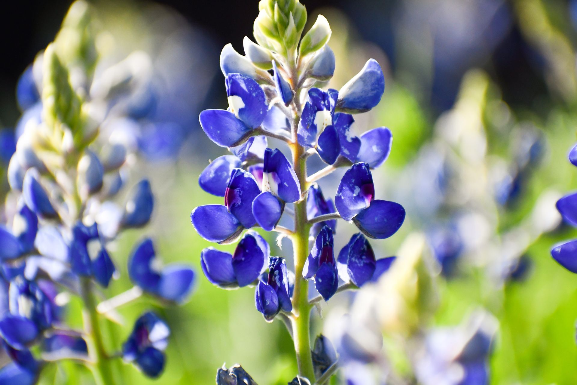 Bluebonnet flowers, vibrant blue petals, close-up, growing outdoors in a field.