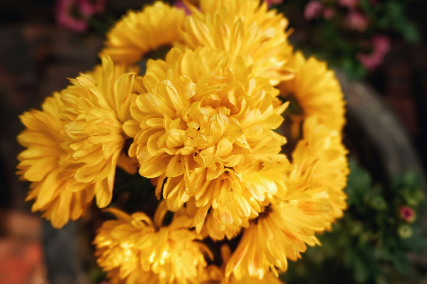 A close up of a bouquet of flowers on a table