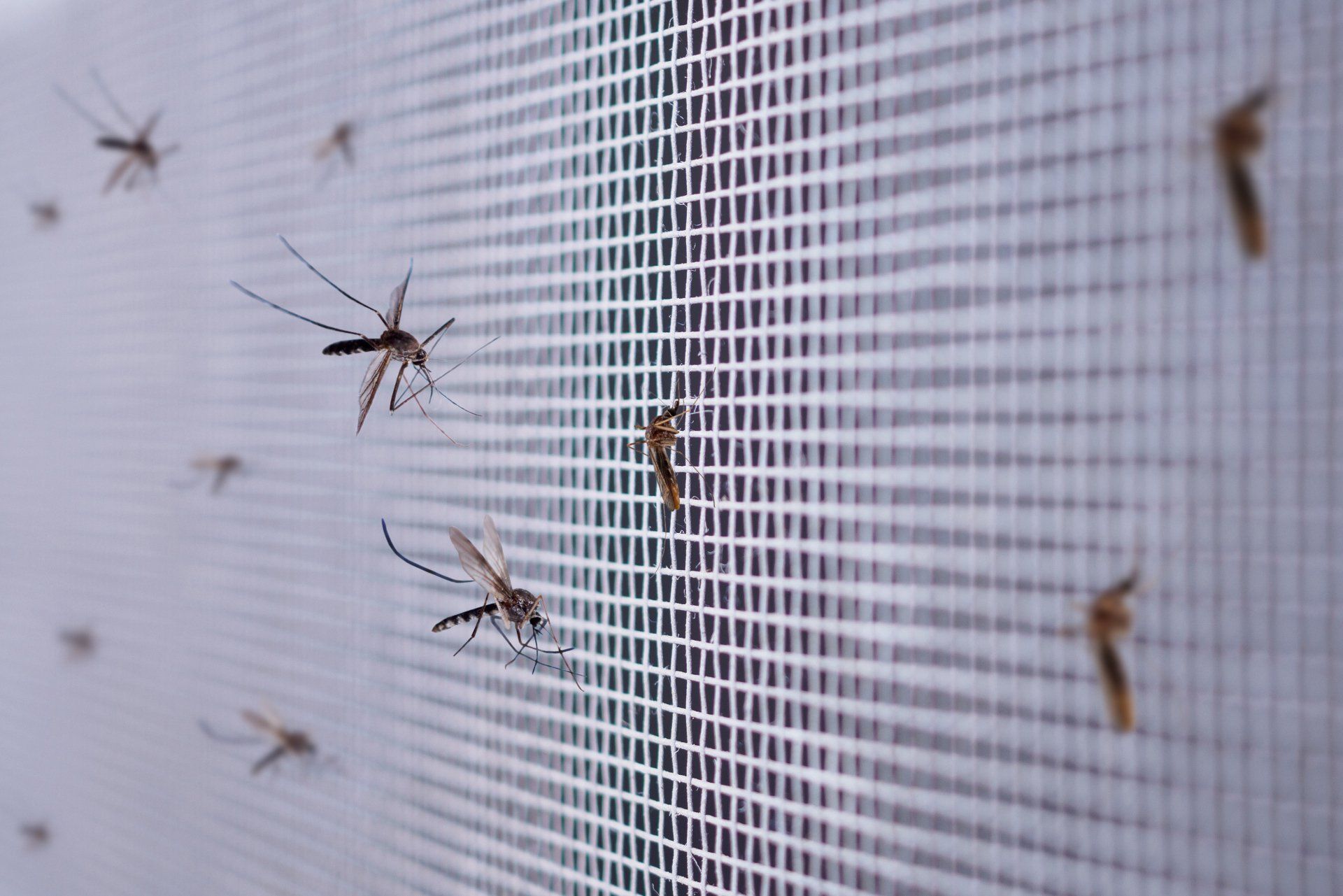Mosquitoes On Wire Screen — Kern County, CA — Bakersfield Screen Center