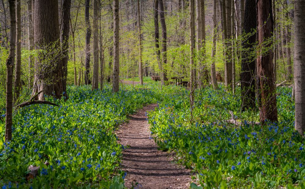 A dirt path winds through a sunlit forest, surrounded by blue flowers.