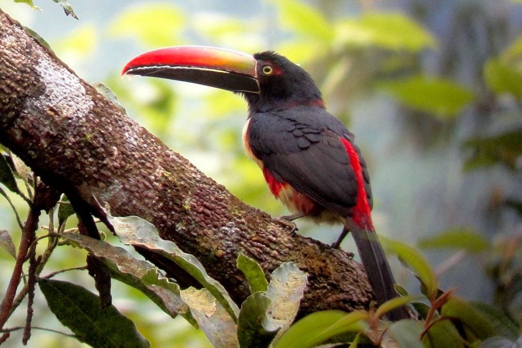 Fiery billed Aracari on Costa Rica birding tour