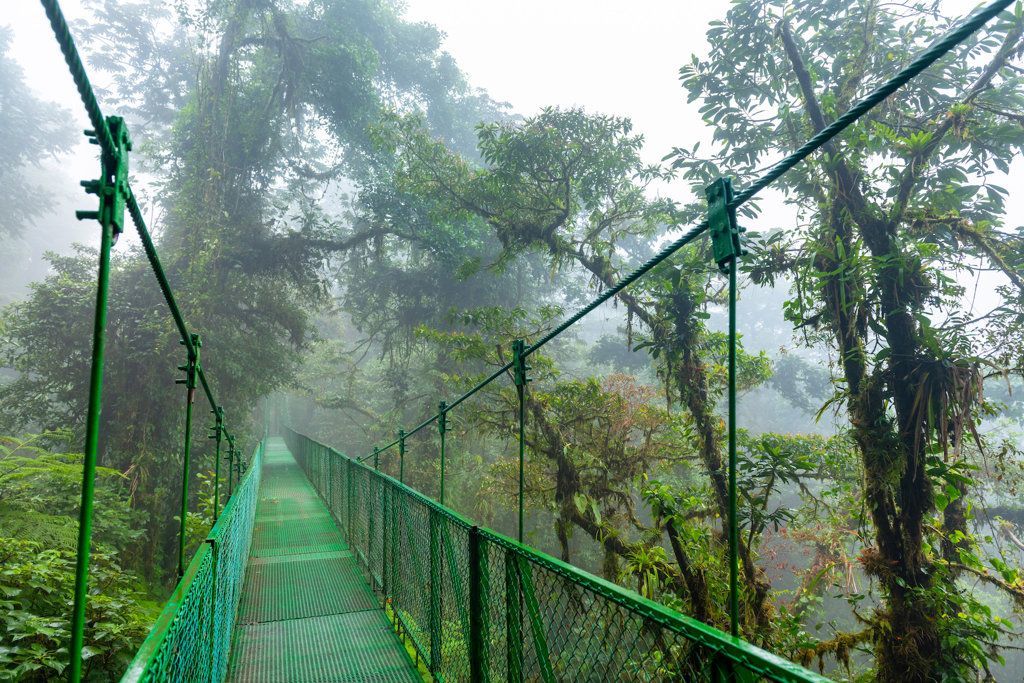 Costa Rica Hanging Bridge in Cloud Forest