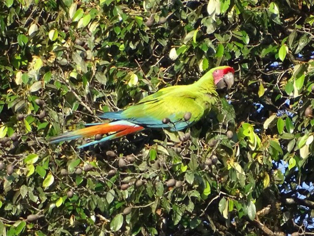 Green Macaw