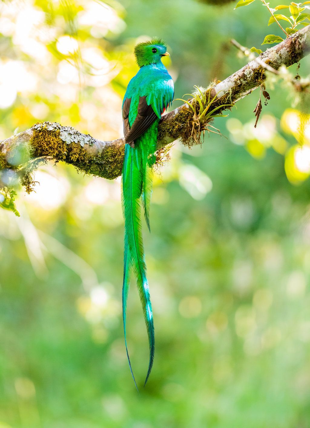 Photo by Zdenek Machacek Resplendent Quetzal
