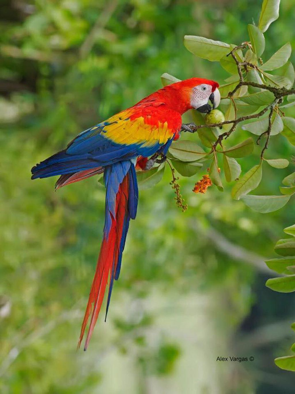 Red Macaw by Alex Vargas