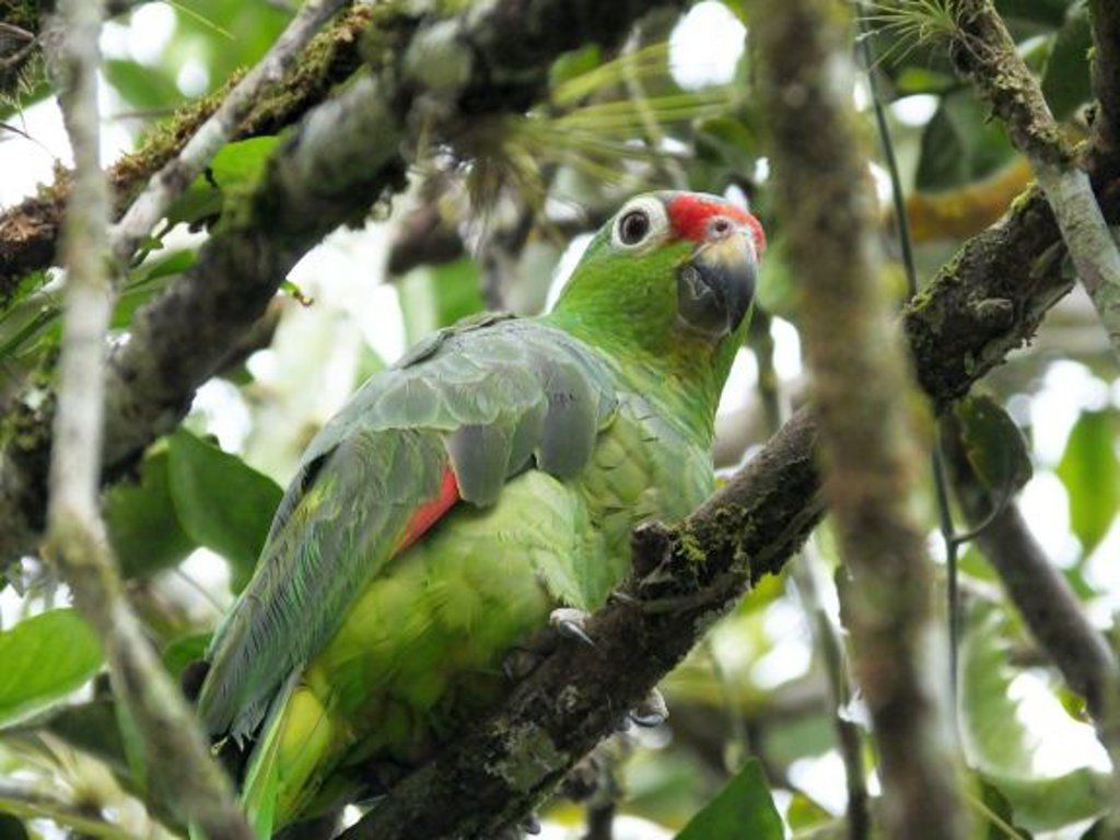 Red Lored Parrot