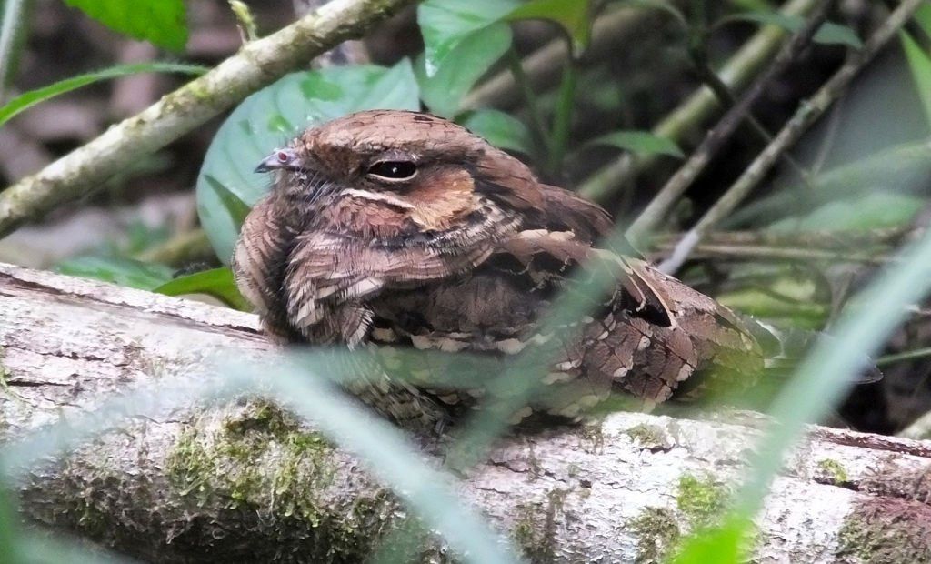 Common Pauraque or Cuyeo in Costa Rica