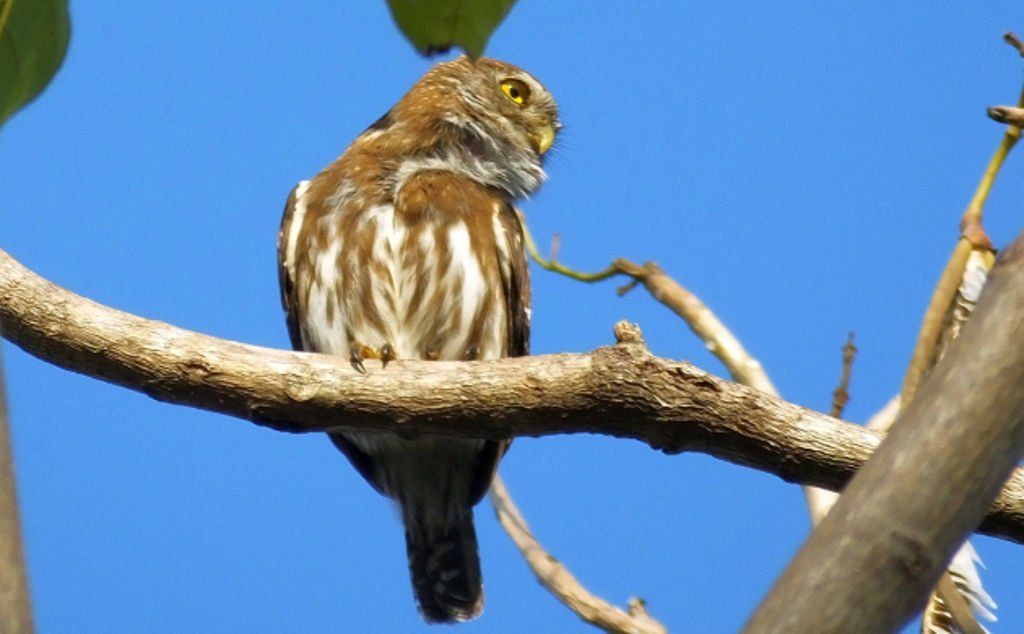 Tecolote in Costa Rica