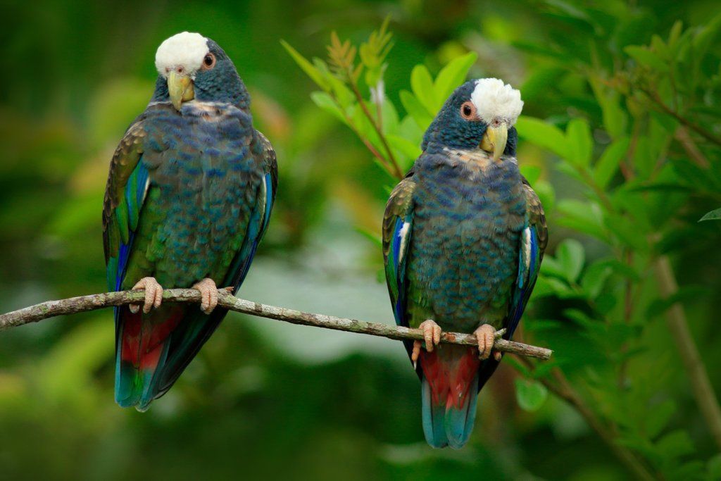 Pair of green and grey birds, White-crowned Pionus, Pionus senilis, in Costa Rica.